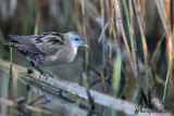 Schiribilla , Little crake