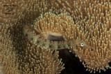 Pesce ago, Rowleys pipefish