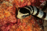 Serpente di mare , Sea snake