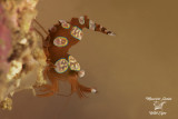 Gamberetto simbionte di Ambon, Sexy anemone shrimp