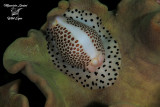 Ovulidae ,Umbilical egg shell
