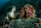 Tartaruga verde, Green sea turtle