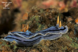 Nudibranco , Nudibranch