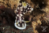 Nudibranco , Nudibranch