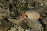 Mollusco gasteropode , Shell