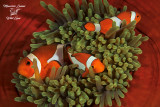 Pesci pagliaccio su anemone, Clown fish above their anemone