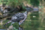 Sparviere , Eurasian sparrowhawk