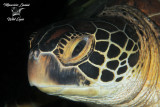 Tartaruga verde, Green sea turtle