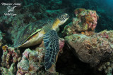 Tartaruga verde, Green sea turtle