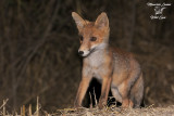 Giovane volpe rossa , Young Red fox