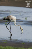 Giovane fenicottero ,Young greater flamingo