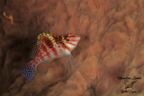Pesce falco, Dwarf hawkfish