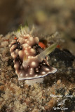 Nudibranco , Nudibranch