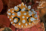 Nudibranco , Nudibranch