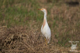 Airone guardabuoi , Cattle egret 