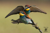 Accoppiamento di Gruccioni, Bee-eaters mating 