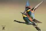Accoppiamento di Gruccioni, Bee-eaters mating 