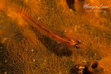 Gobide dei coralli, Stonycoral Ghostgoby