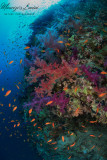 I colori del reef , Reefs colors