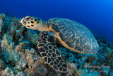 Tartaruga embricata, Hawksbill sea turtle