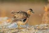 Piviere tortolino, Eurasian dotterel