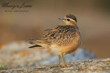 Piviere tortolino, Eurasian dotterel