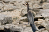 Neotropic Cormorant