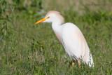 Cattle Egret