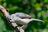 Tufted Titmouse