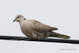 Eurasian Collared-Dove