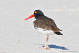 American Oystercatcher