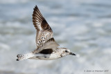 Black-bellied Plover