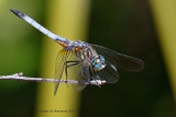 Blue Dasher