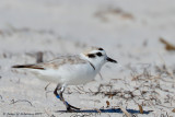 Snowy Plover