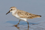 Semipalmated Sandpiper