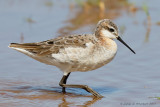 Wilsons Phalarope