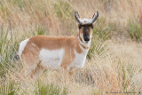 Pronghorn
