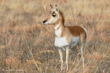 Pronghorn