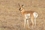 Pronghorn