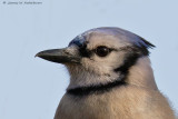 Blue Jay