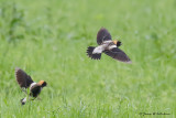 Bobolink