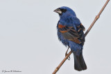 Blue Grosbeak