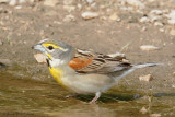 Dickcissel