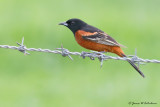 Orchard Oriole