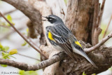 Yellow-rumped Warbler