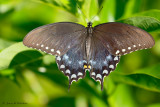 Spicebush Swallowtail