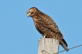 Red-tailed Hawk