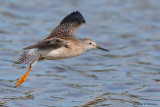 Lesser Yellowlegs