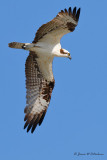 Osprey