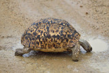 Kruger Park